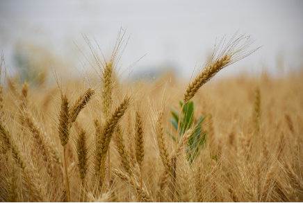 小麦期货是什么_小麦期货价格走势