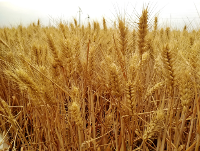 美小麦2405标的物资产_美小麦期货上涨的周期是什么时候