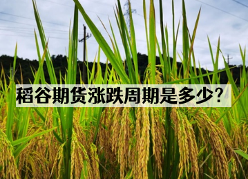 稻谷期货涨跌周期是多少？