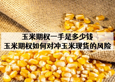 玉米期权一手是多少钱？玉米期权如何对冲玉米现货的风险？